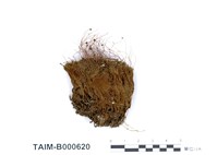 藏品(澤苔屬)的圖片